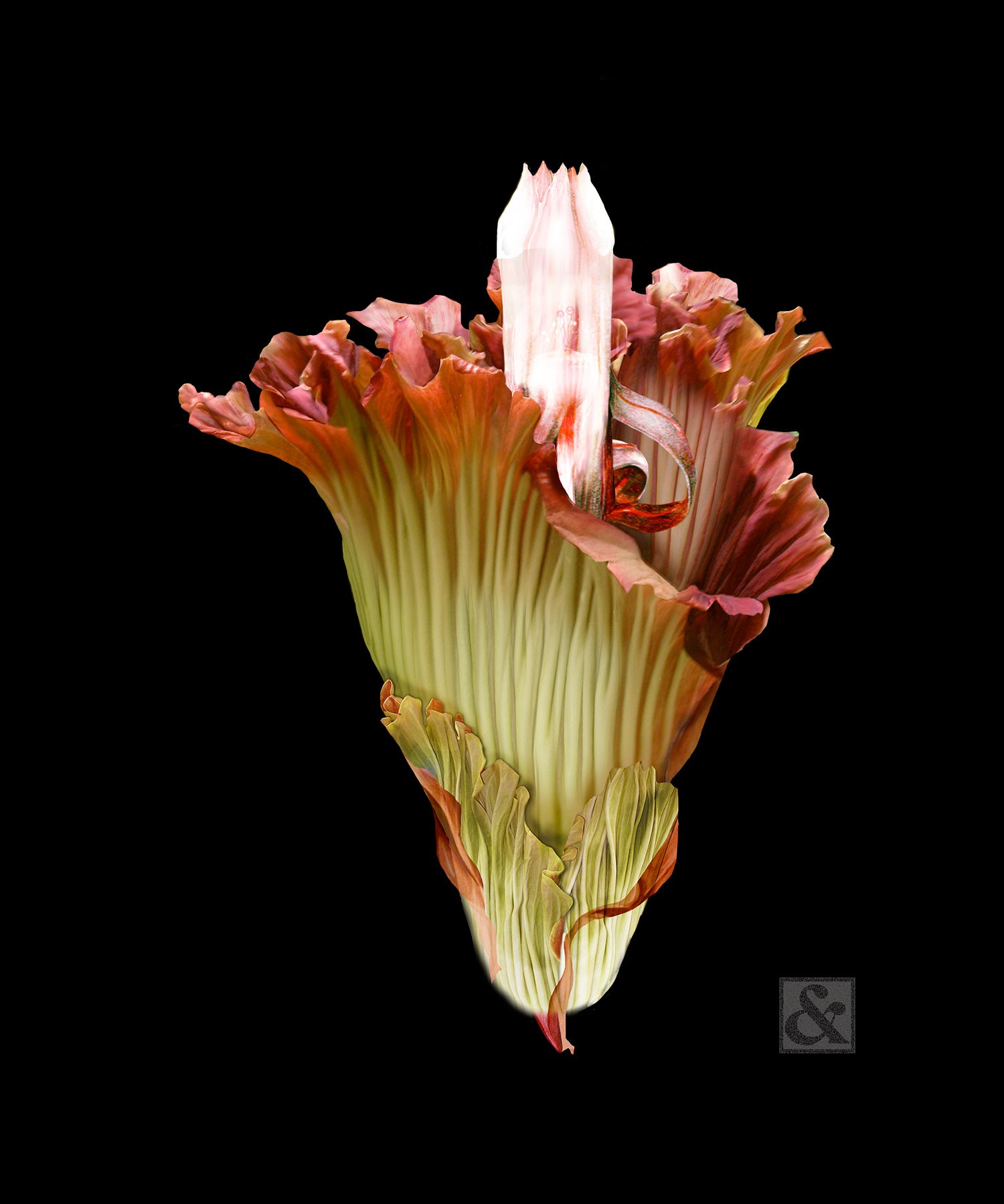 Amorphophallus