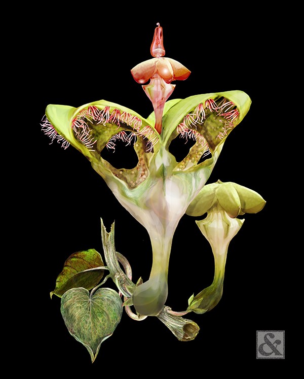 Ceropegia