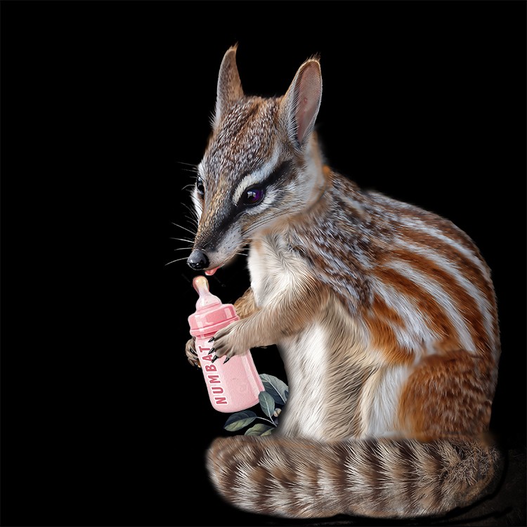 Numbat's Baby Bottle