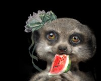 Melonpop the Meercat
