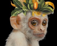 Lemoncello the Galego Monkey