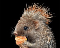 Quilliam the Porcupine