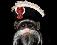 Tamarin the Emperor