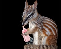 Numbat's Baby Bottle